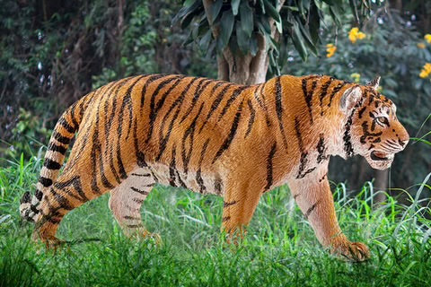 TIGER