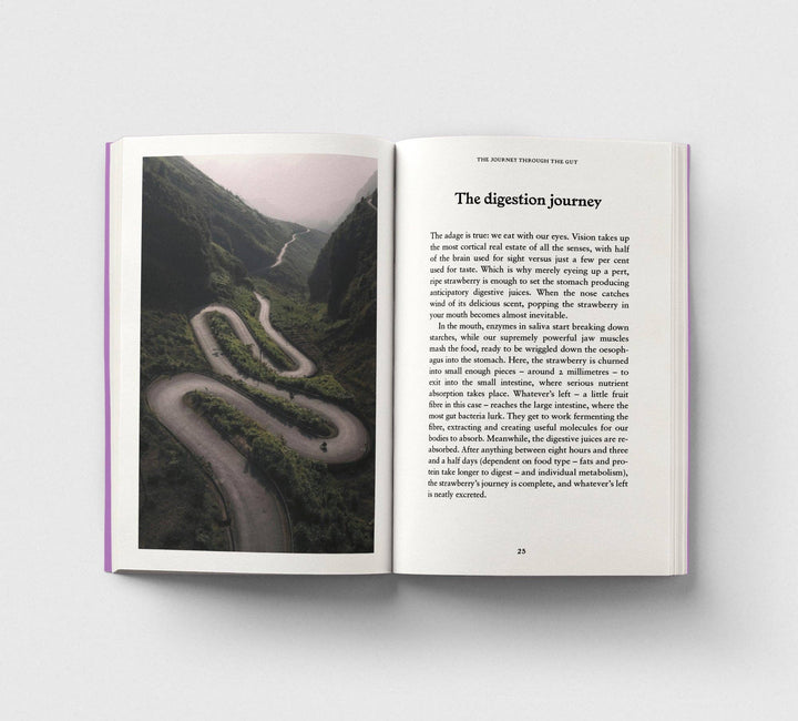 The Gut, A Pocket Primer