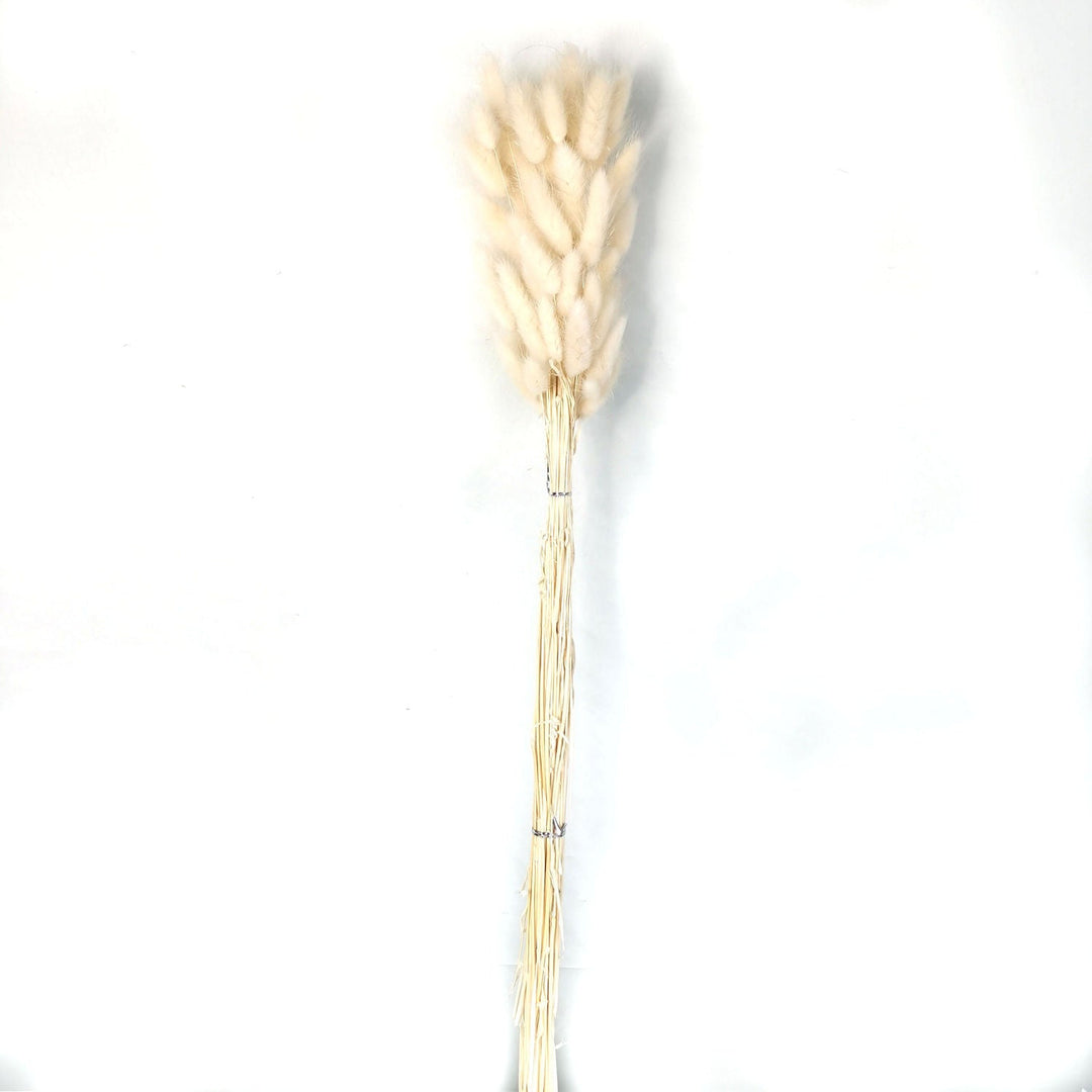 DRIED WHITE BUNNY TAIL BUNCH
