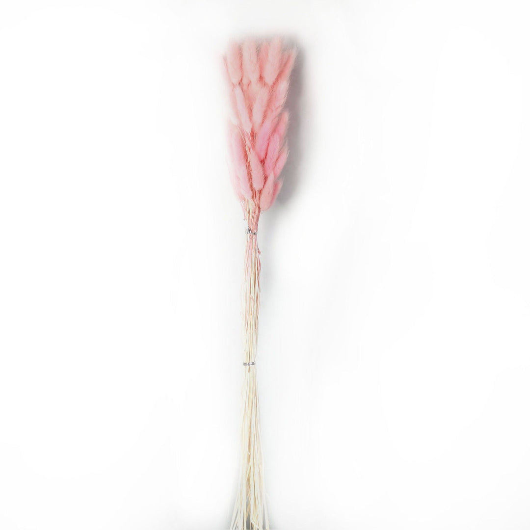 DRIED PALE PINK BUNNY TAIL BUNCH