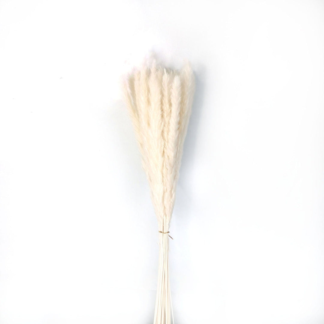 MINI WHITE PAMPAS GRASS BUNCH