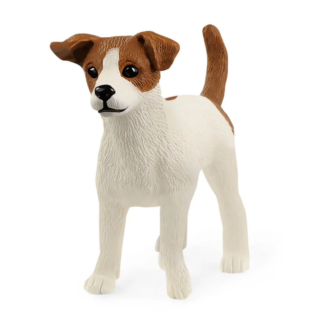 JACK RUSSELL TERRIER