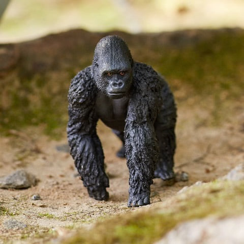 GORILLA, MALE