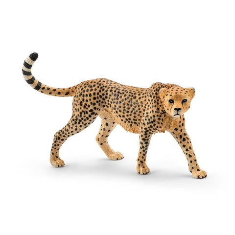 CHEETAH, FEMALE