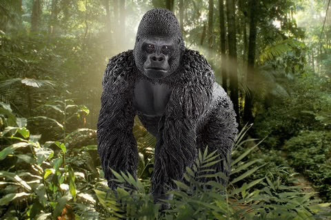 GORILLA, MALE