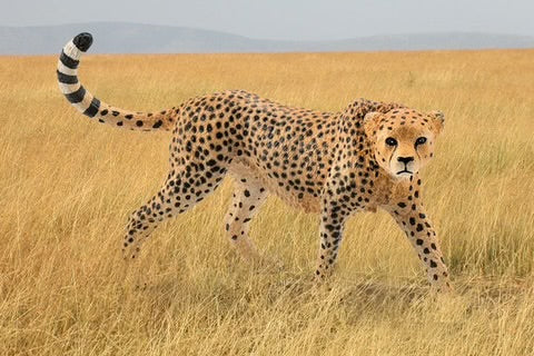 CHEETAH, FEMALE