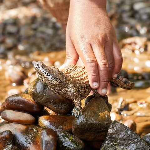 Crocodile