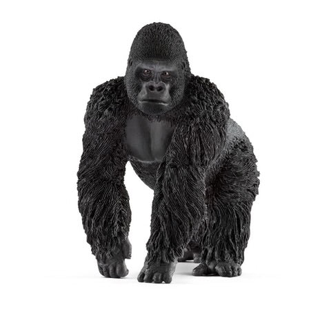 GORILLA, MALE