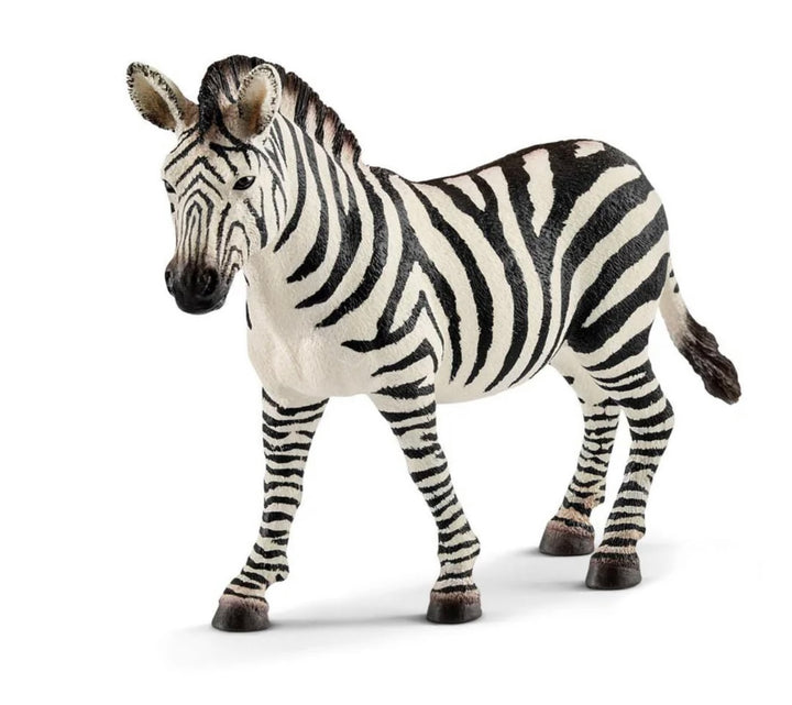 ZEBRA FEMALE