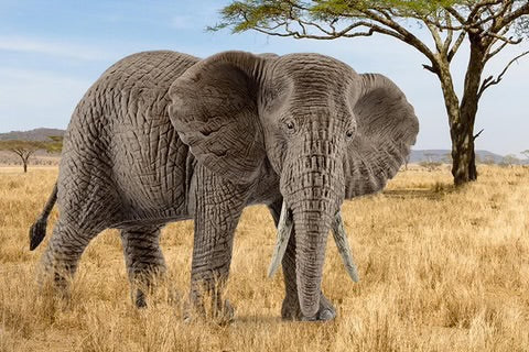 AFRICAN ELEPHANT, FEMALE