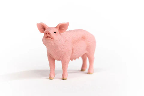 PIG