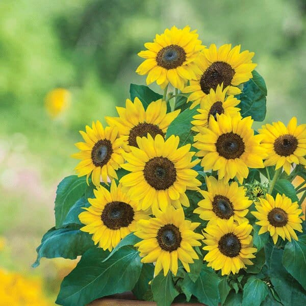 MINI SUNFLOWER GROWING KIT WITH POT