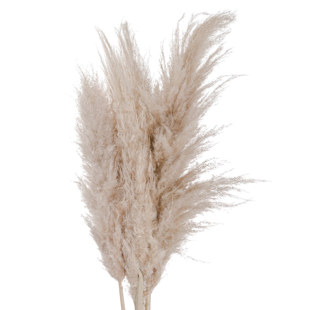 CREAM PAMPAS STEM