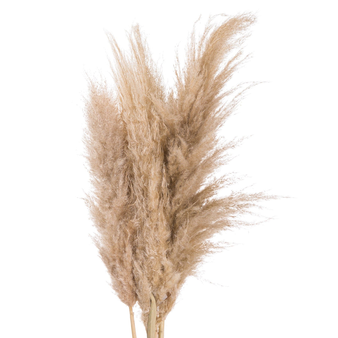 BUTTER PAMPAS STEM