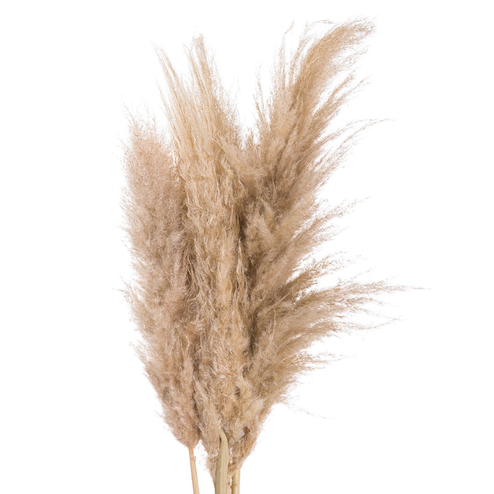 BUTTER PAMPAS STEM