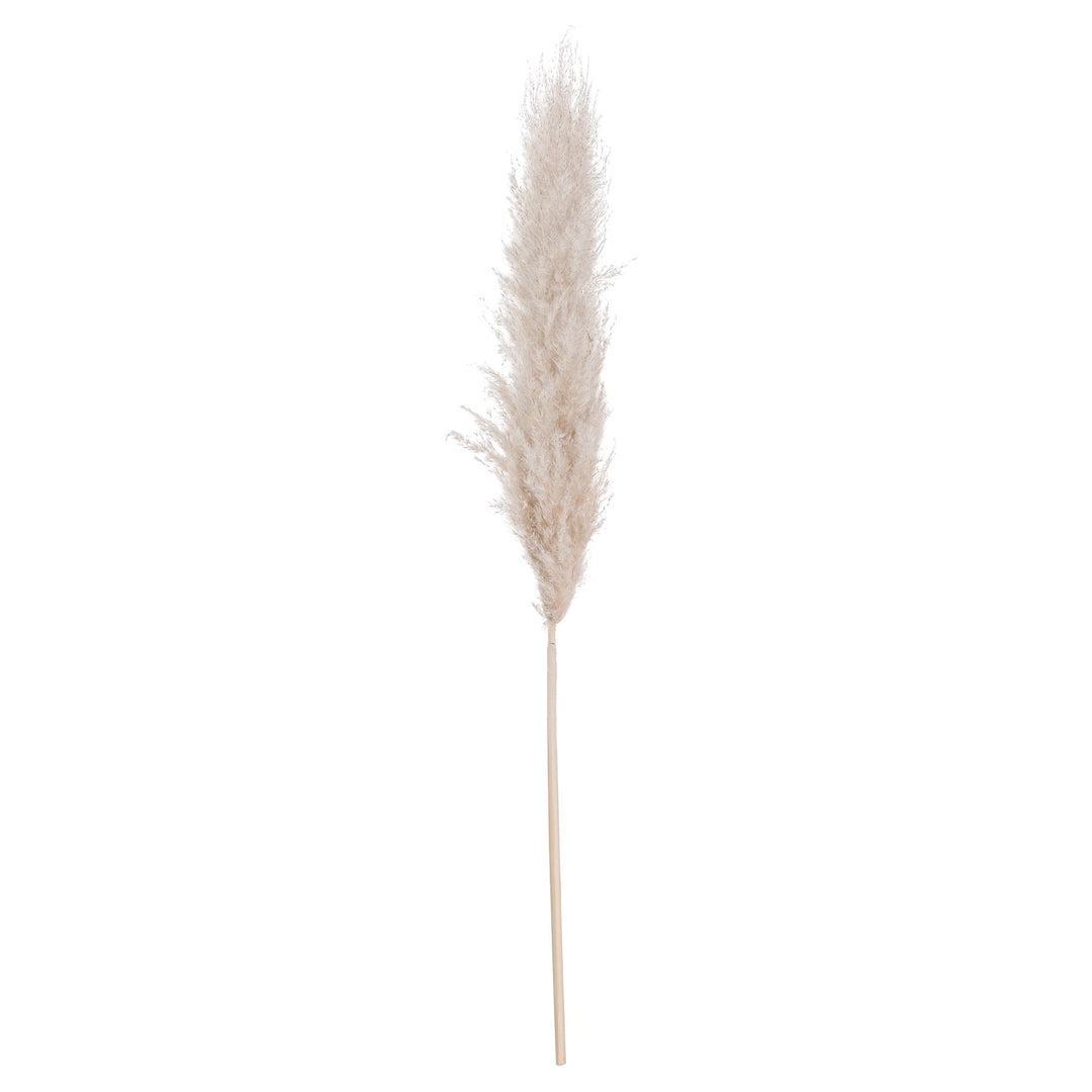 CREAM PAMPAS STEM