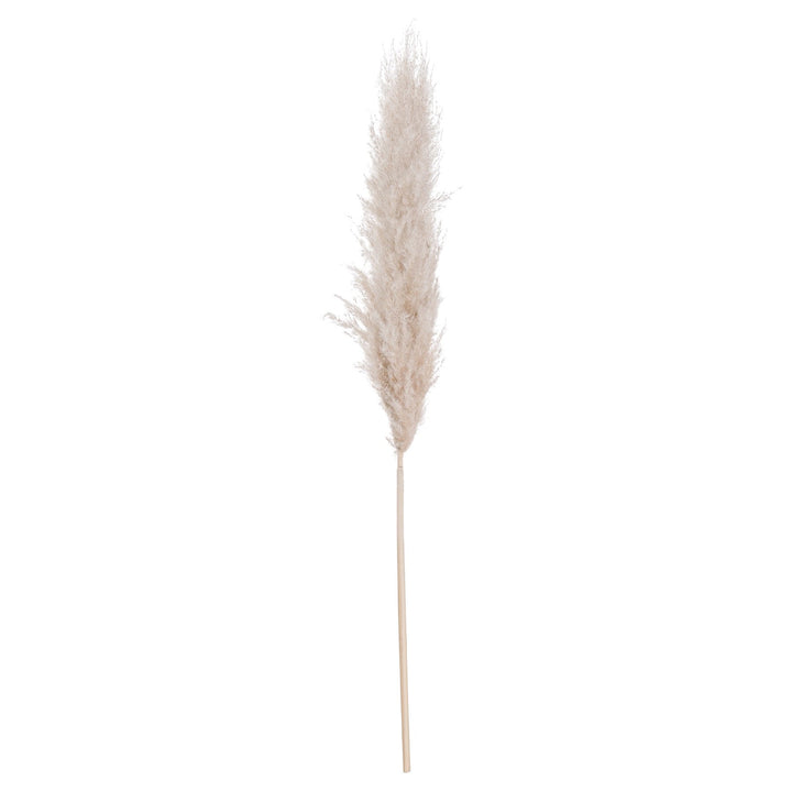 CREAM PAMPAS STEM