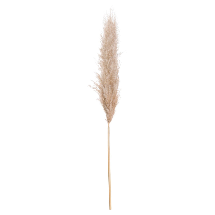BUTTER PAMPAS STEM